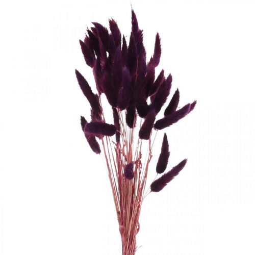 položky Velvet Grass Violet, Gras tail Grass, Lagurus L18-50cm 25g