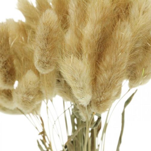 položky Lagurus ovatus, Pennisetum Grass, Velvet Grass přírodní světle hnědá L40–50cm 30g