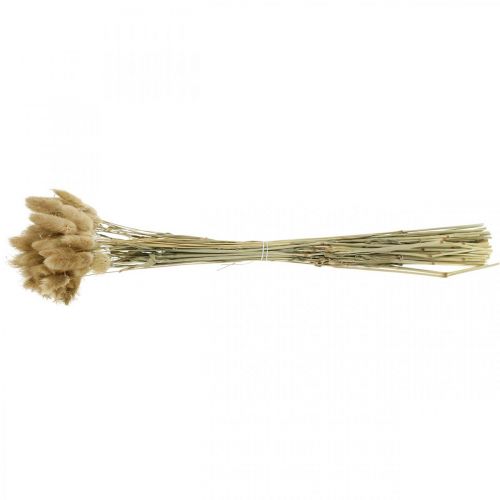 položky Lagurus ovatus, Pennisetum Grass, Velvet Grass přírodní světle hnědá L40–50cm 30g