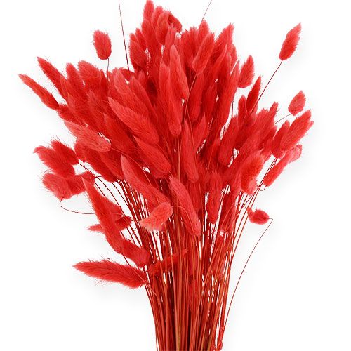 položky Deco Grass Red Lagurus 100gr