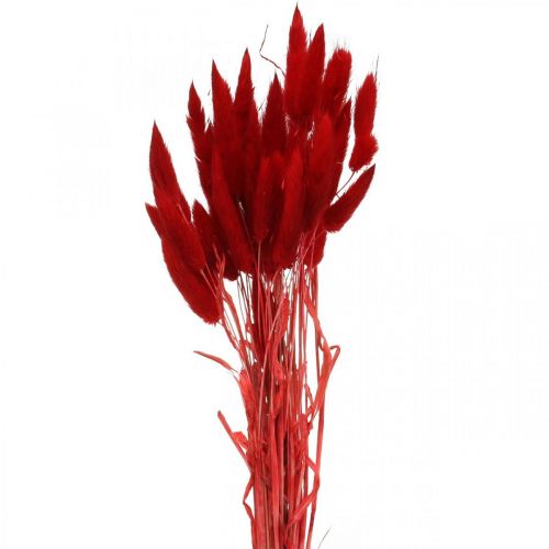 Floristik24 Dekorativní tráva červená, lagurus, sametová tráva, suché květinářství L30–50cm 20g