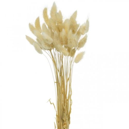 položky Dekorační tráva, bělená sladká tráva, Lagurus ovatus, aksamitník L40–55cm 25g