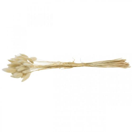 Floristik24 Dekorační tráva, bělená sladká tráva, Lagurus ovatus, aksamitník L40–55cm 25g