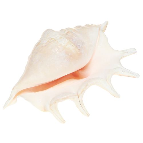 položky Lambis Mořský šnek přírodní dekorace 14cm 10 ks