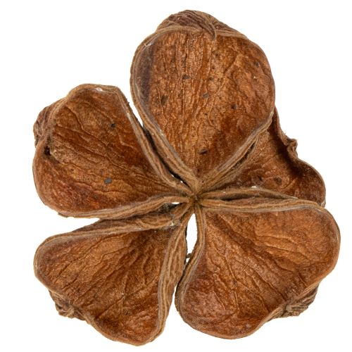 položky Landlotus Nature 50 ks