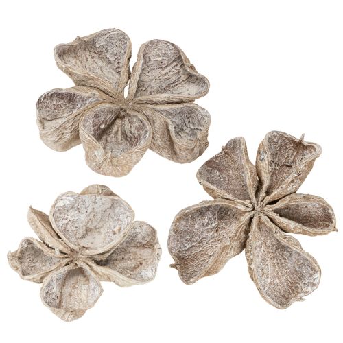 Floristik24 Landlotus bílý 6-12cm 50 ks