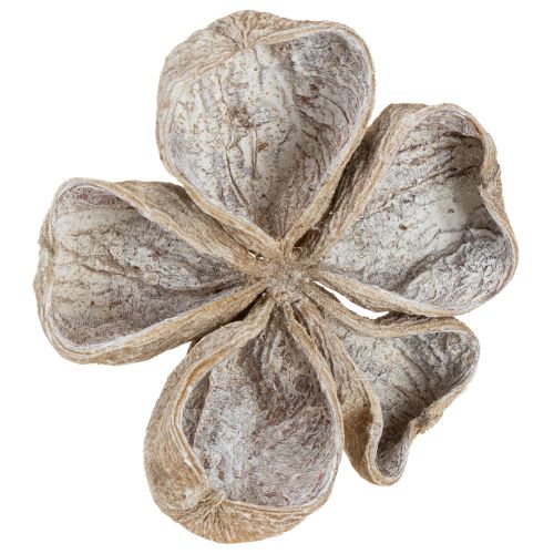 položky Landlotus bílý 6-12cm 50 ks