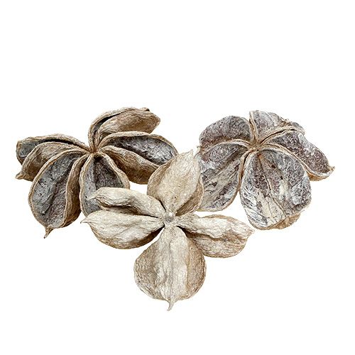 položky Landlotus bílý praný 6-12cm 50 ks