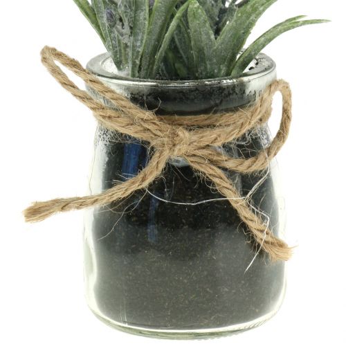 Floristik24 Levandule v dóze H15cm