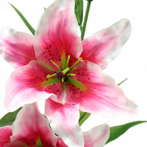 Floristik24 Orientální lilie "Stargazer" bílá, růžová 86cm