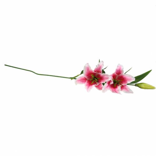 Floristik24 Orientální lilie "Stargazer" bílá, růžová 86cm