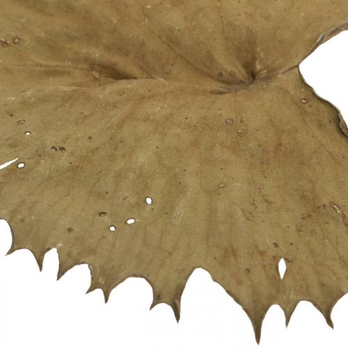 položky Lotosové listy sušené přírodní suchá dekorace list leknínu 50 kusů