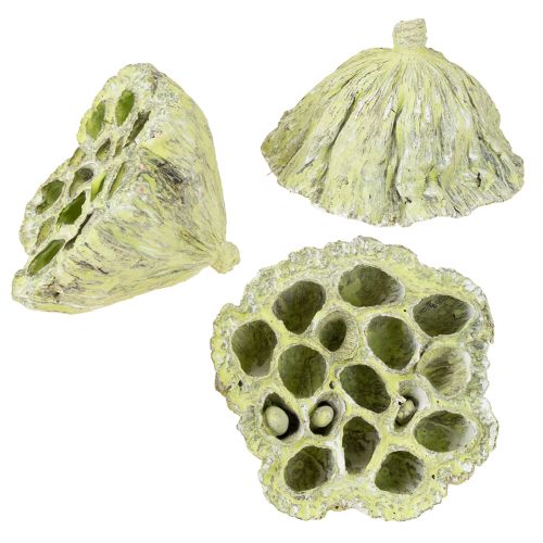 položky Lotosová baňka mix zelená umytá Ø6cm - 10cm 50 ks