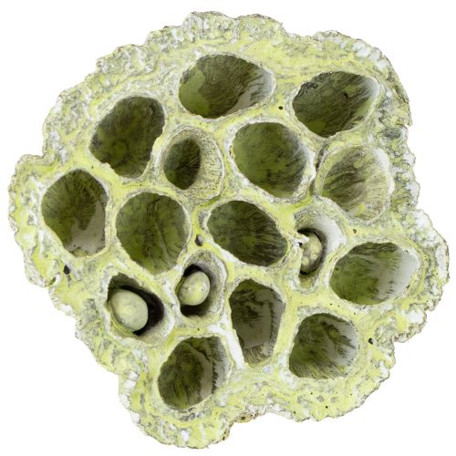 položky Lotosová baňka mix zelená umytá Ø6cm - 10cm 50 ks