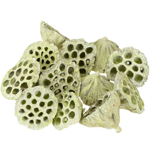 položky Lotosová baňka mix zelená umytá Ø6cm - 10cm 50 ks