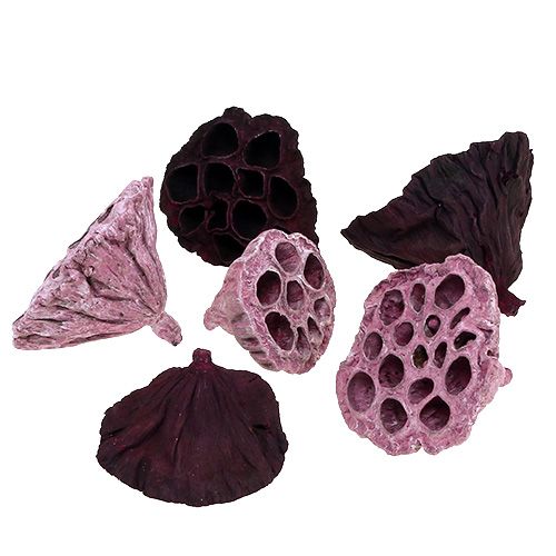 Floristik24 Lotus Mix Pink, Erika Ø6cm - Ø10cm 50 ks
