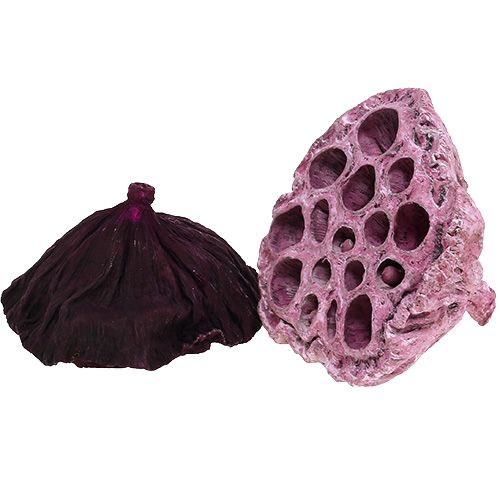 položky Lotus Mix Pink, Erika Ø6cm - Ø10cm 50 ks