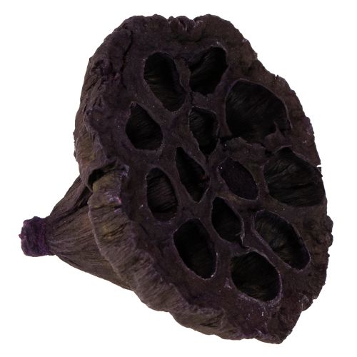 položky Lotosový mix růžový, Erika Ø6cm - Ø10cm 50 ks