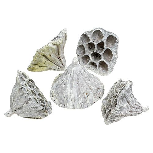 položky Lotus Natural Deco Lotosová žárovka bílá praná 6-8cm 50 ks