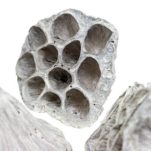 položky Lotus Natural Deco Lotosová žárovka bílá praná 6-8cm 50 ks