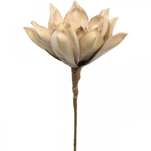 Floristik24 Lotosový květ, dekorace lotosový květ, umělá rostlina béžová L66cm