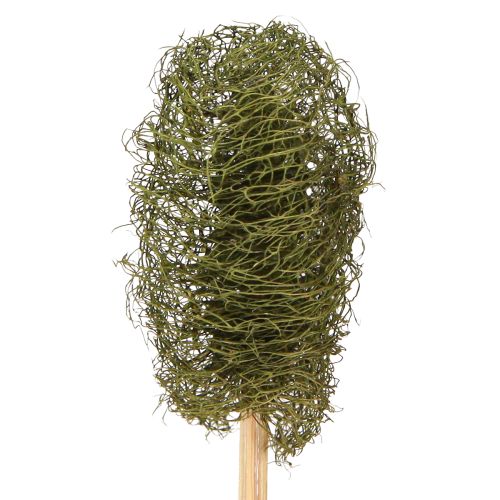 Floristik24 Luffa malá na špejli piškotová okurka tmavě zelená 5-7cm 25 ks