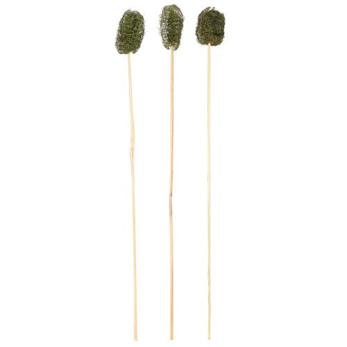 Floristik24 Luffa malá na špejli piškotová okurka tmavě zelená 5-7cm 25 ks