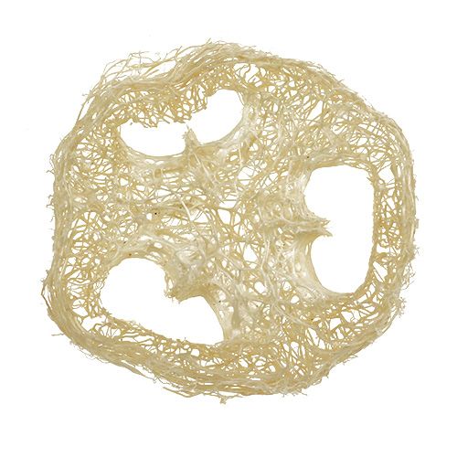 Floristik24 Kotouče Luffa bělené Ø5cm 48 ks