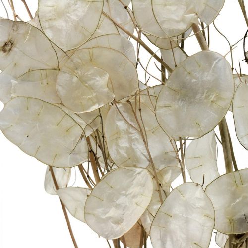 Floristik24 Lunaria sušené květy měsíční fialka stříbrný list sušený 60-80cm 30g