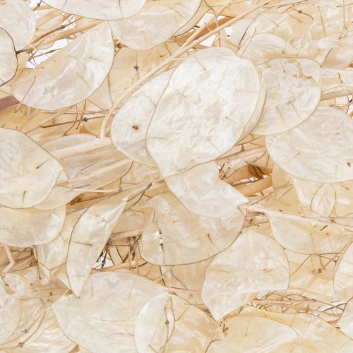 položky Sušené květy Lunaria, měsíční fialka, stříbrný list, sušené, 60-80 cm, 30 g