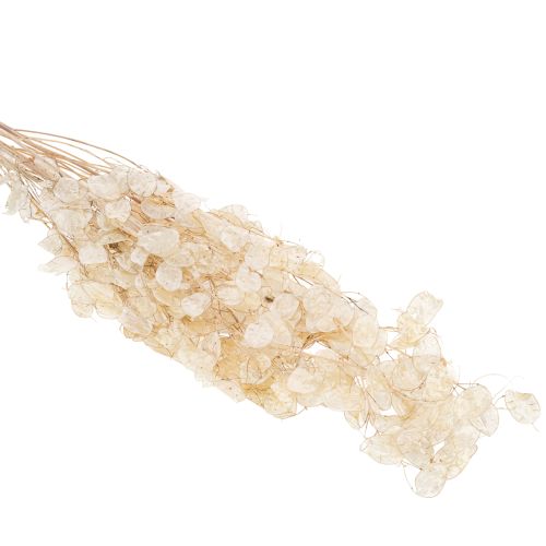 položky Sušené květy Lunaria, měsíční fialka, stříbrný list, sušené, 60-80 cm, 30 g