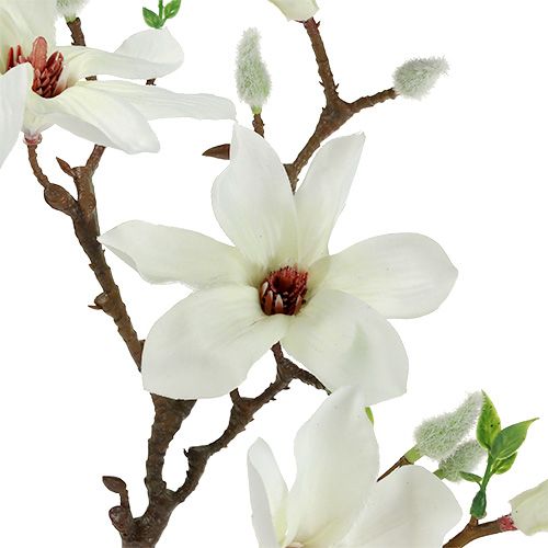 Floristik24 Magnolie bílá 51cm 3ks