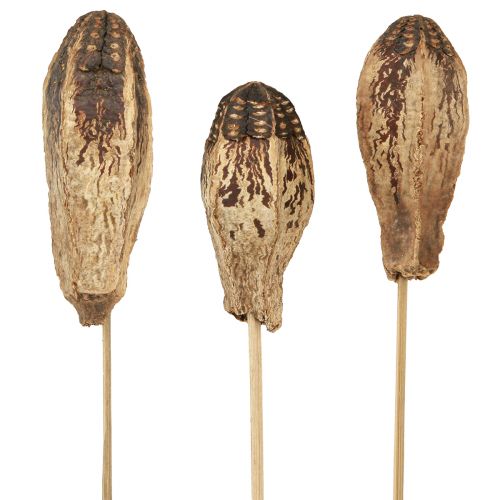 položky Mahagonové lusky Dry Decoration Natural 45cm 50 ks