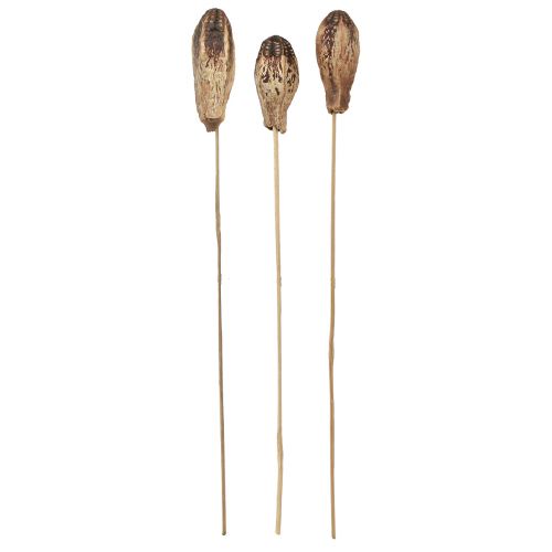položky Mahagonové lusky Dry Decoration Natural 45cm 50 ks