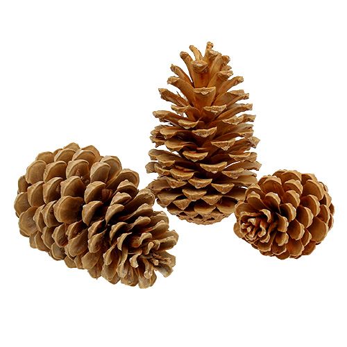položky Maritima šišky smetanovo-vanilkové míchané 5-18cm 25 ks