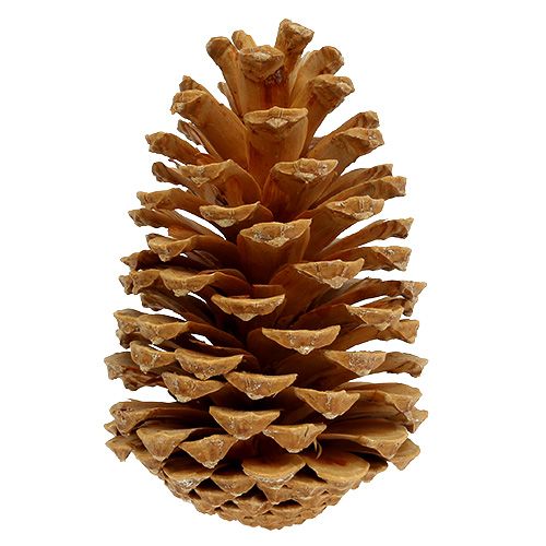 položky Maritima šišky smetanovo-vanilkové míchané 5-18cm 25 ks