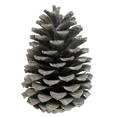 položky Maritima šišky 10cm - 14cm bílené 25 ks