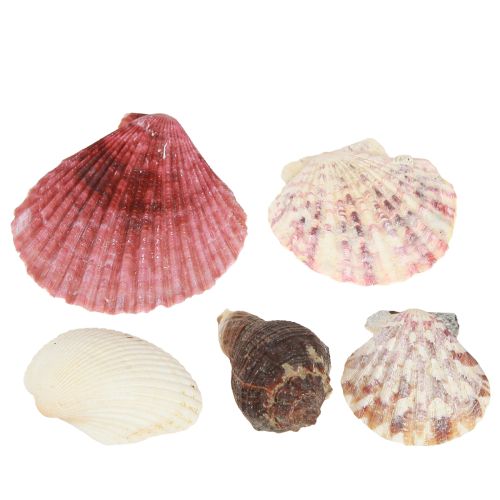 položky Námořní dekorační mušle mix v síti barevné 3,5-6cm 300g × 3ks