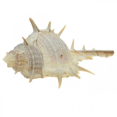 Floristik24 Námořní dekorace šnečí ulity ostnatý šnek 3-6cm 1kg