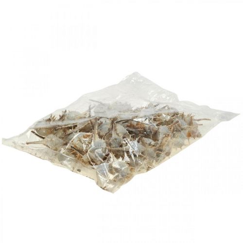 Floristik24 Námořní dekorace šnečí ulity ostnatý šnek 3-6cm 1kg