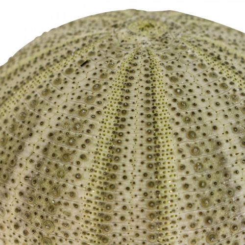 položky Námořní dekorace dekorace mořský ježek zelená letní dekorace Ø5-6cm 17 ks
