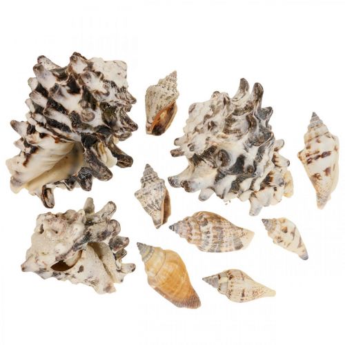 Floristik24 Námořní Deco Snail Shells Deco Sea Snail 400g