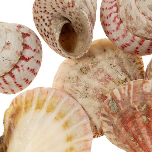 Floristik24 Námořní dekorace pravé ulity dekorace šnečí ulity 700g
