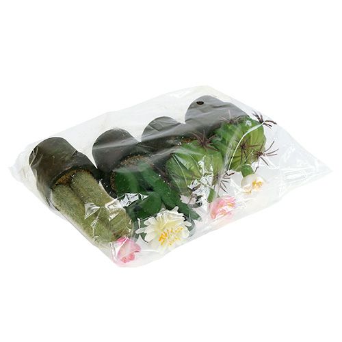 Floristik24 Mini kaktus s květinami V9-12cm 4ks