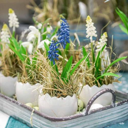 Floristik24 Mini květináč na rostliny skořápka bílá Ø8cm V7cm 4ks