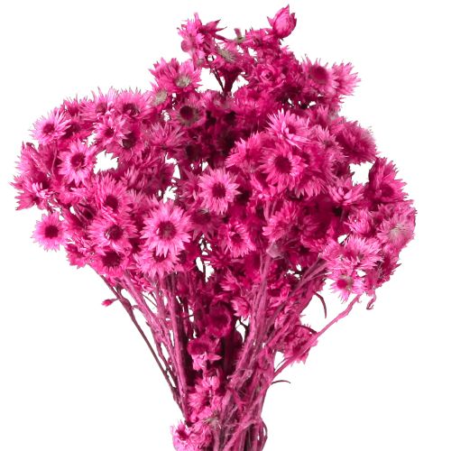 položky Mini slaměný květ růžový sušený květ skalník V20cm 15g