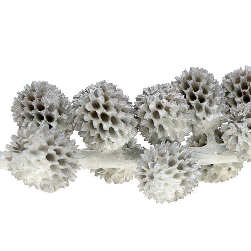 Floristik24 Šišky Casuarina na větvi bílo-šedé voskované 250g