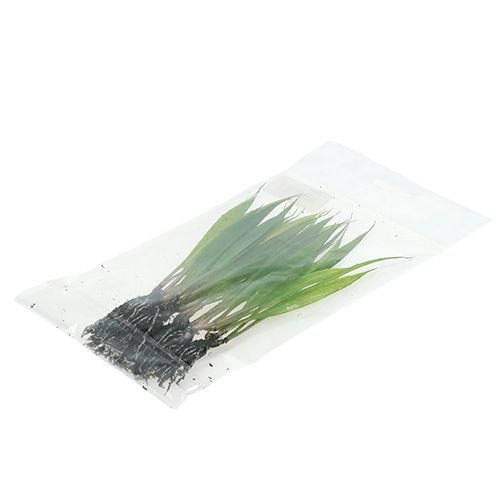 Floristik24 Mini tráva s kořeny 18cm zelená 6ks