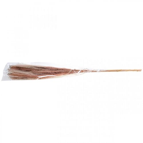 položky Suchá tráva dlouhá růžová péřovka dekorativní Miscanthus 75cm 10 ks
