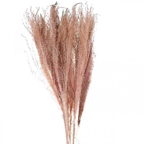 Floristik24 Suchá tráva dlouhá růžová péřová tráva deco Miscanthus 75cm 10ks